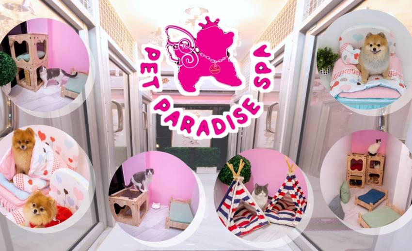 "Pet Paradise Spa สวรรค์ของสัตว์เลี้ยง" การันตีความสุขและความสนุกที่คุณ